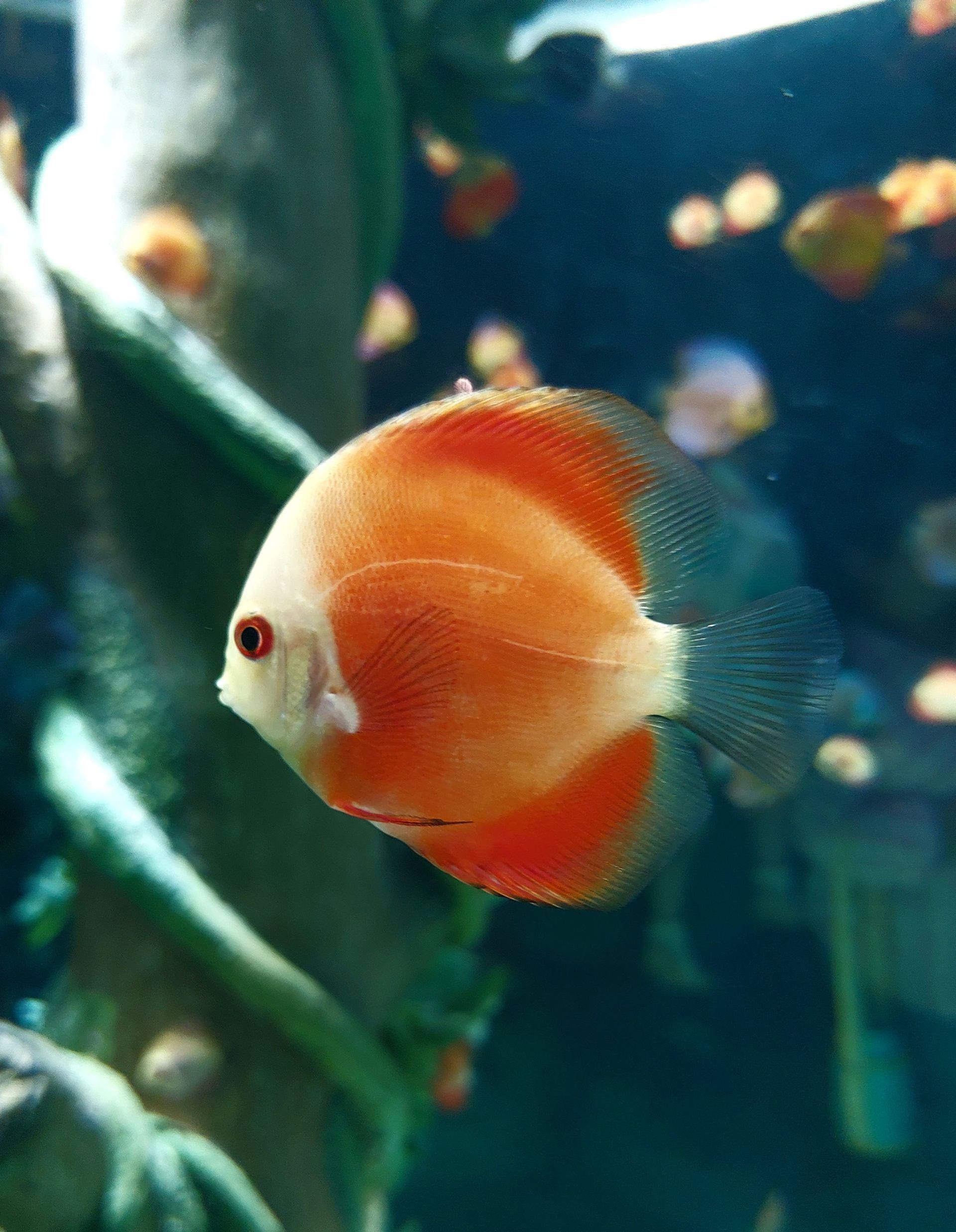 Peces disco naranjas y blancos nadando en un acuario oscuro