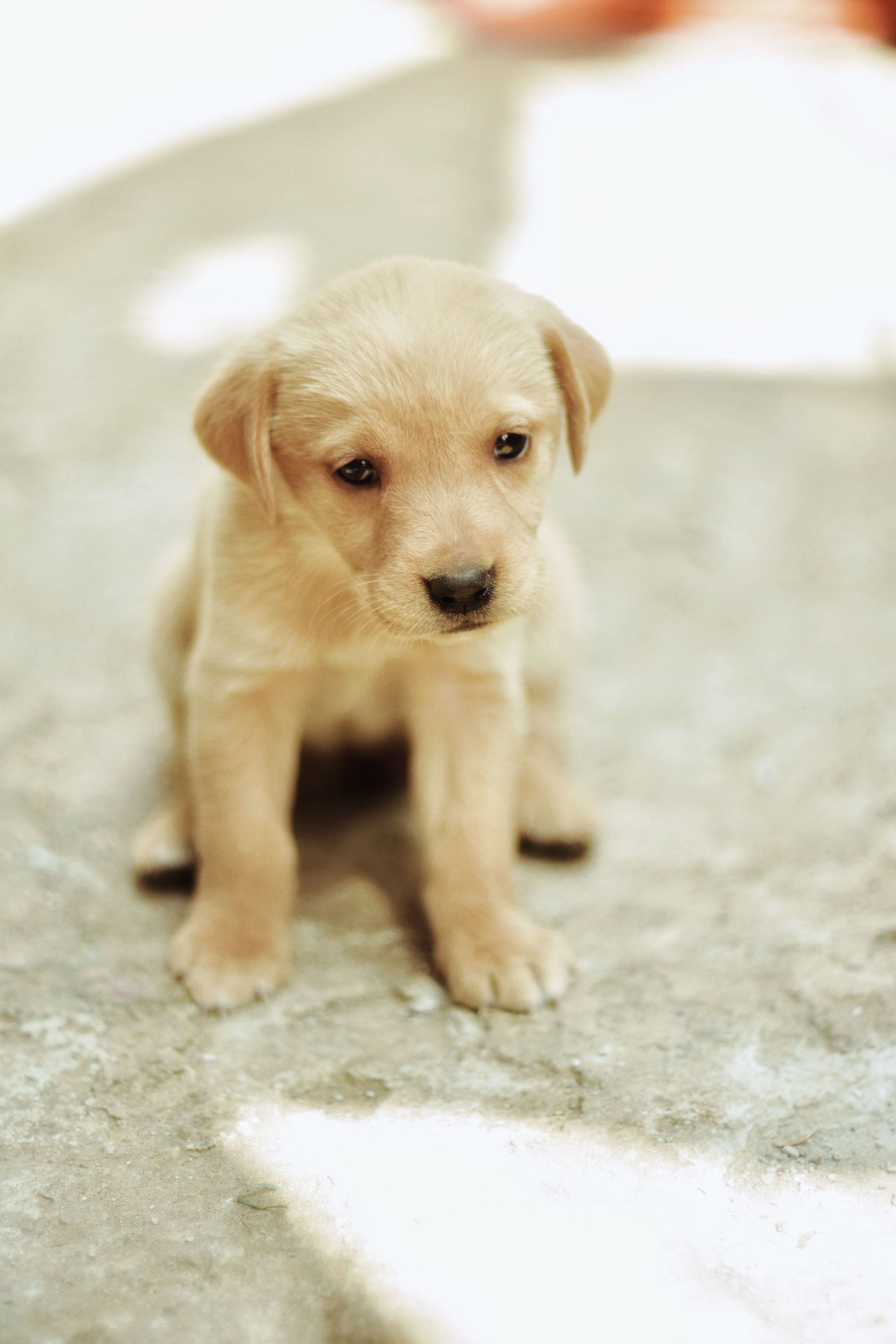 Un pequeño cachorro de color canela está sentado sobre una alfombra suave, mirando hacia el suelo.