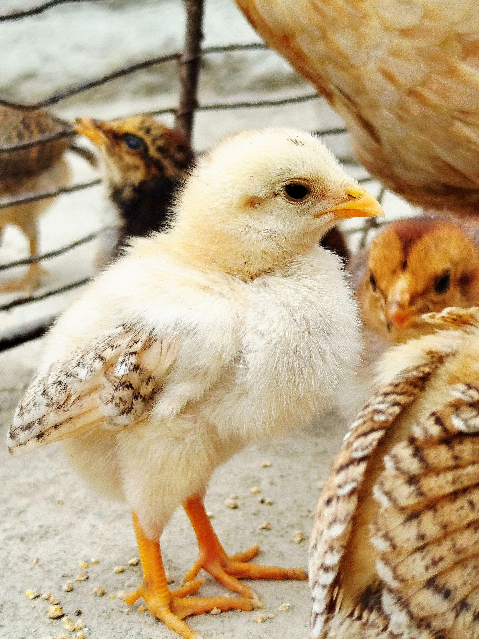 Un pollito blanco de pie entre pollitos marrones en un suelo de cemento cerca de una jaula de alambre.