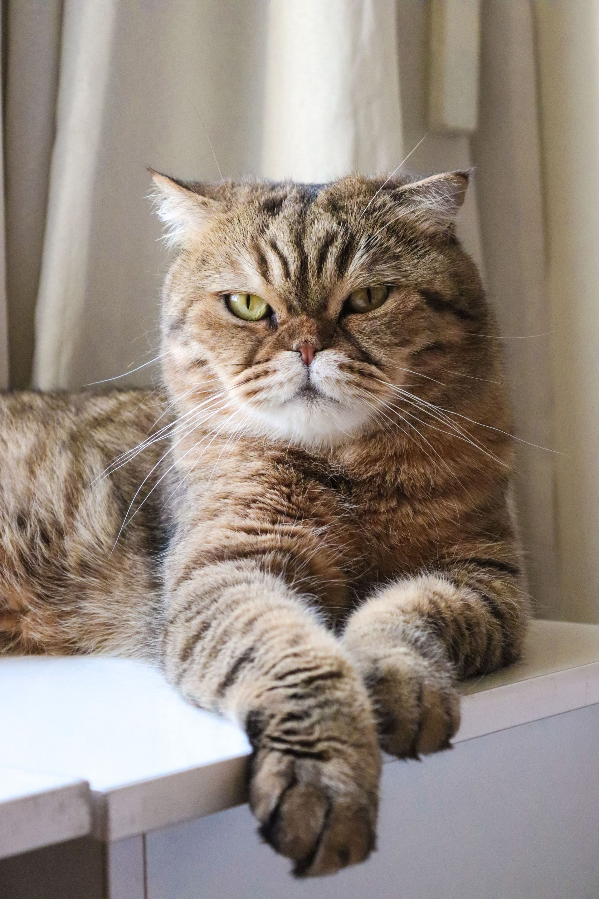 Un gato atigrado descansa sobre una superficie blanca con las patas delanteras cruzadas, mirando hacia adelante.