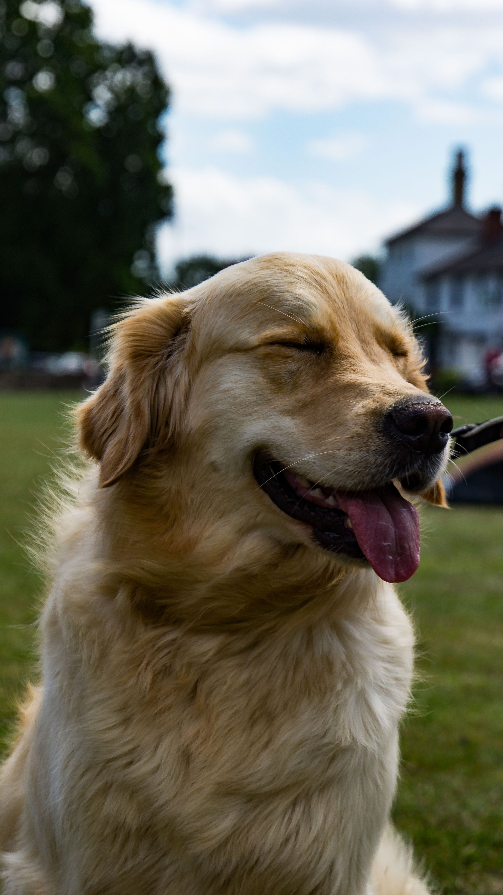 Golden retriever jadeando sobre la hierba en un parque, con un edificio y un árbol borrosos al fondo.