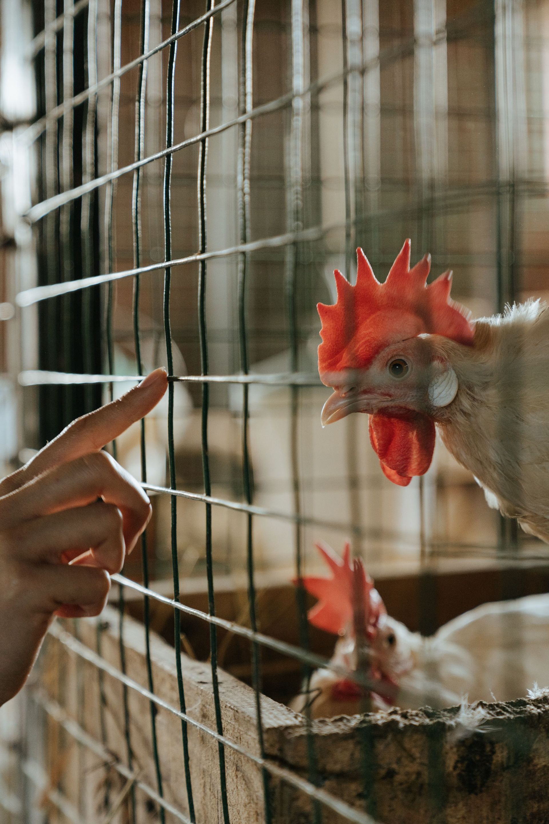 gallina en jaula