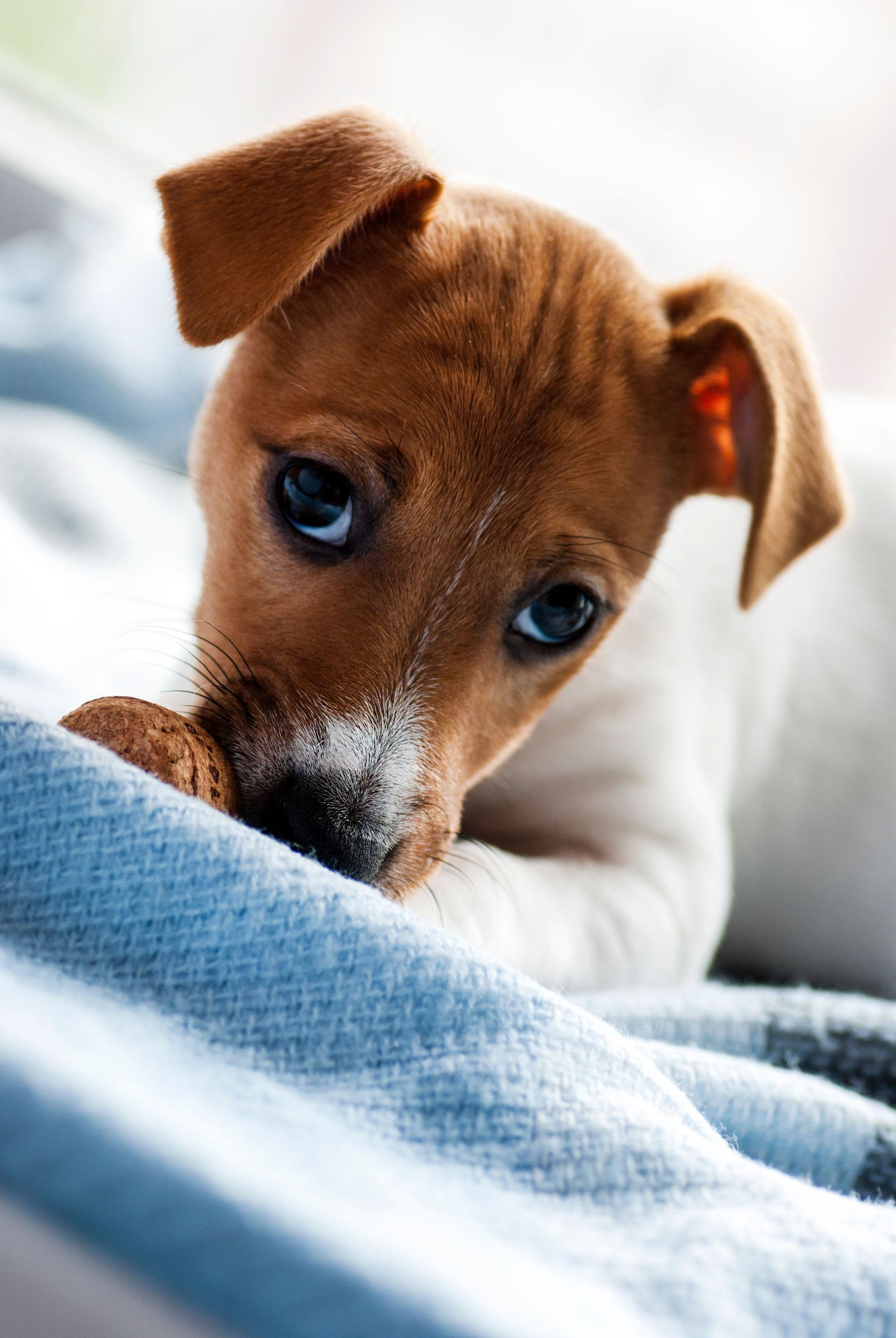 Cachorro marrón asomándose por encima de una manta azul en una cama blanca.