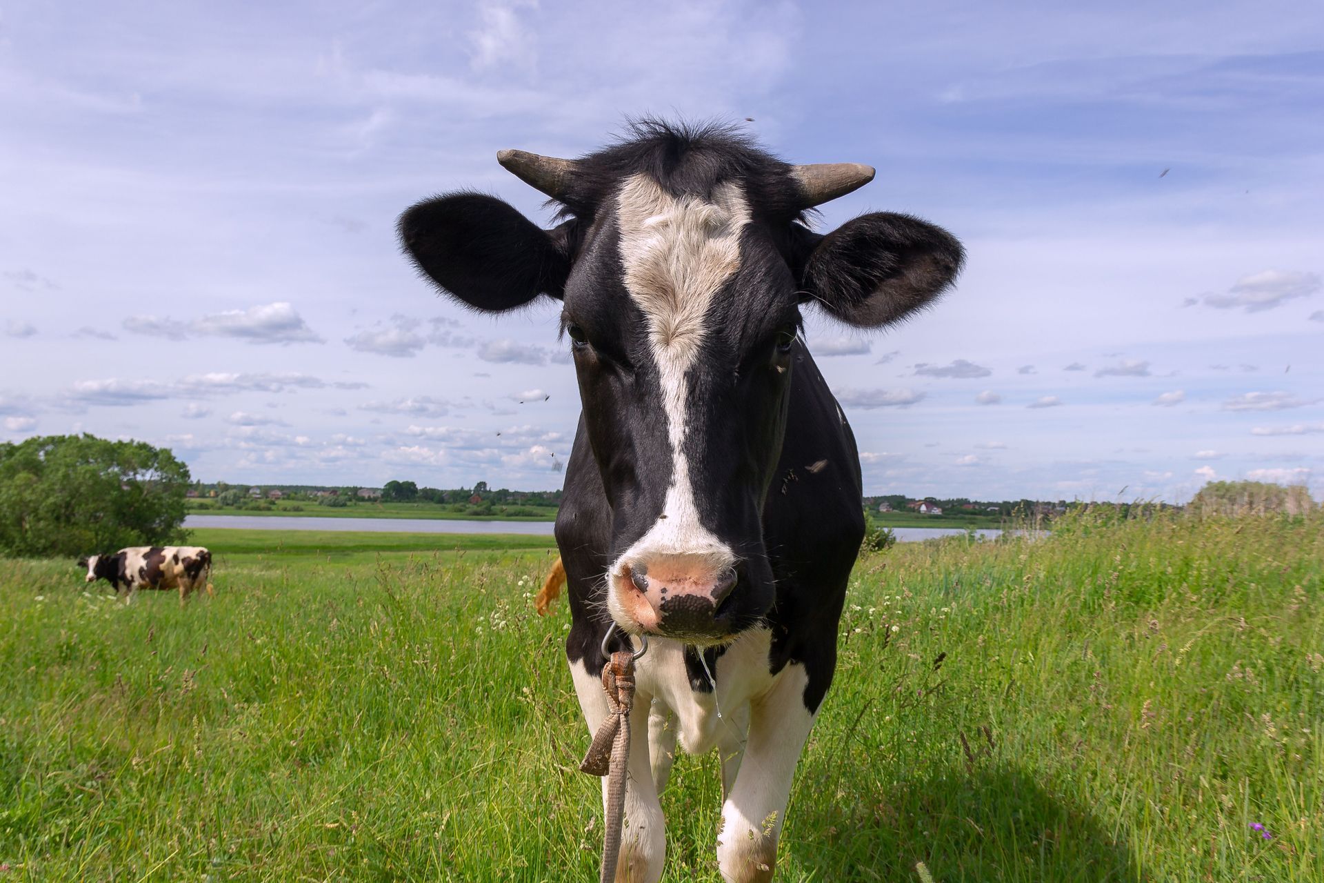 vaca