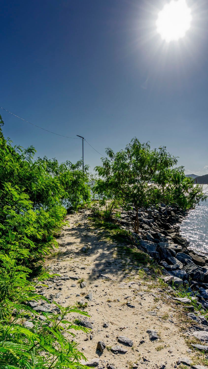 O sol está brilhando através das árvores na praia.
