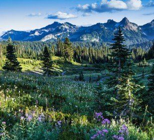 Wild Meadows and Mounts Range - Sprinkler Systems in Lakewood, WA