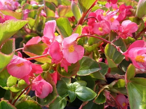 Un cespuglio con fiori rosa e foglie verdi