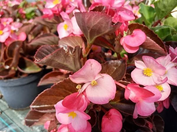 Un mazzo di fiori rosa cresce nei vasi