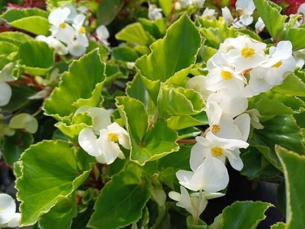 Un primo piano di una pianta con fiori bianchi e foglie verdi