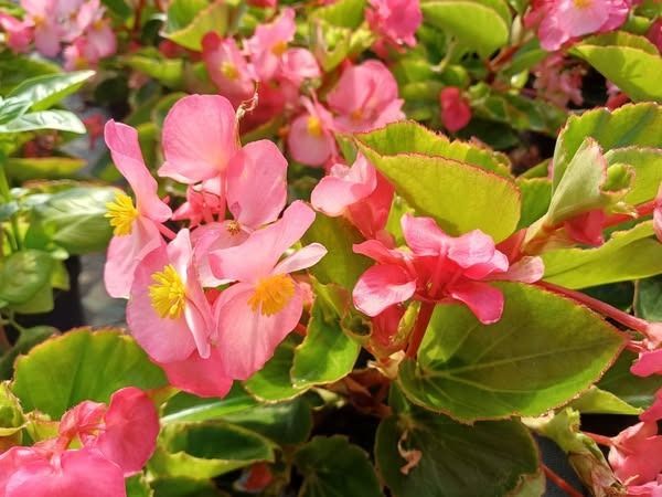 Un cespuglio con fiori rosa e foglie verdi