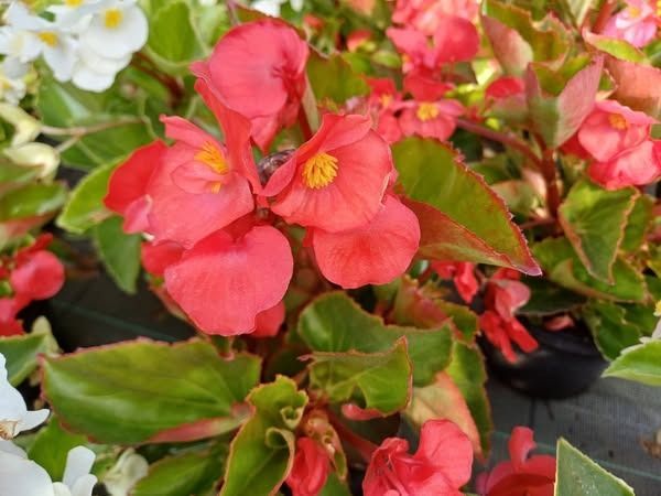 Un mazzo di fiori rossi e bianchi con foglie verdi