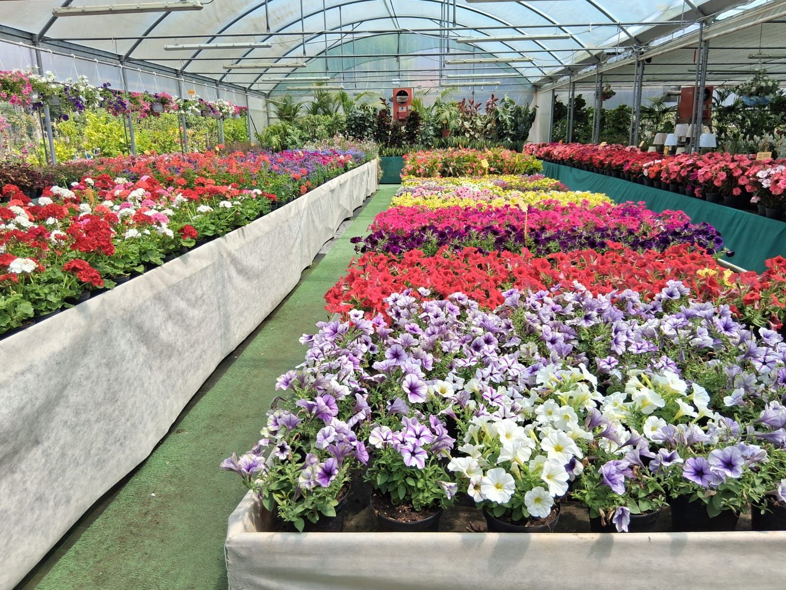 Una serra piena di tanti fiori colorati