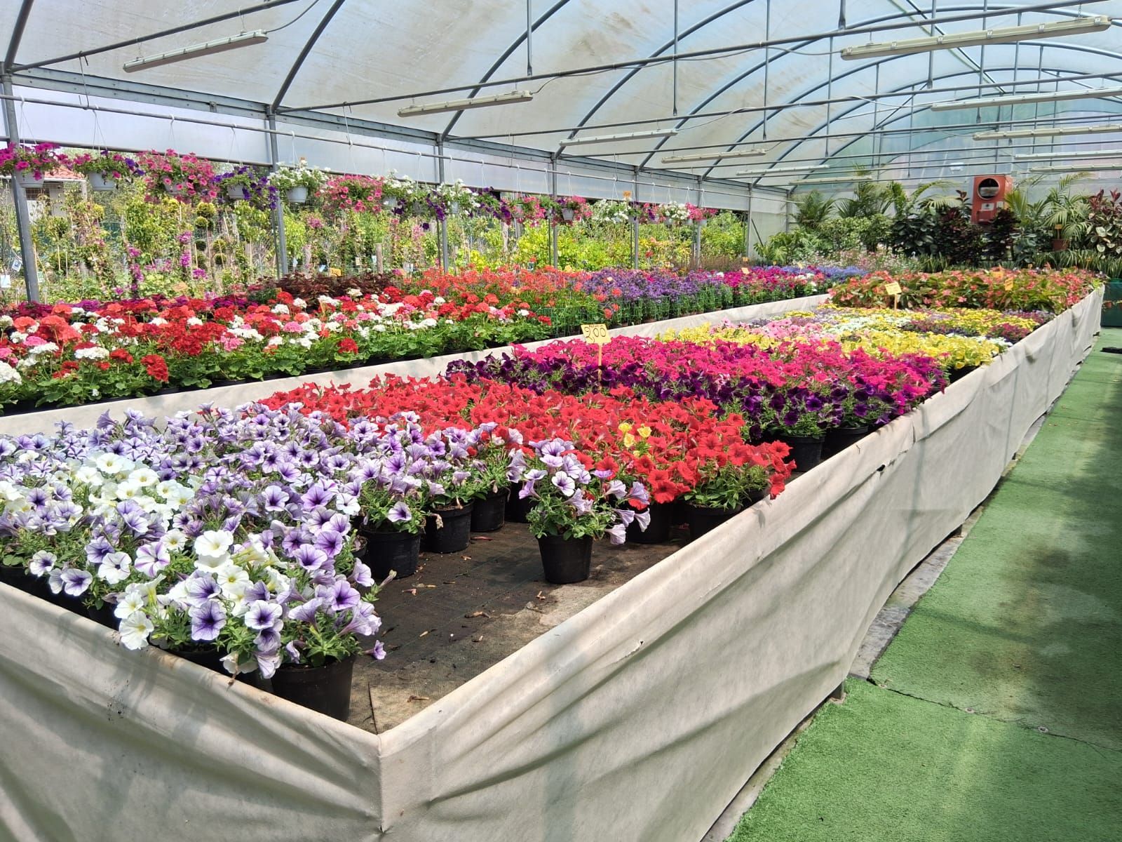 Una serra piena di tanti tipi diversi di fiori