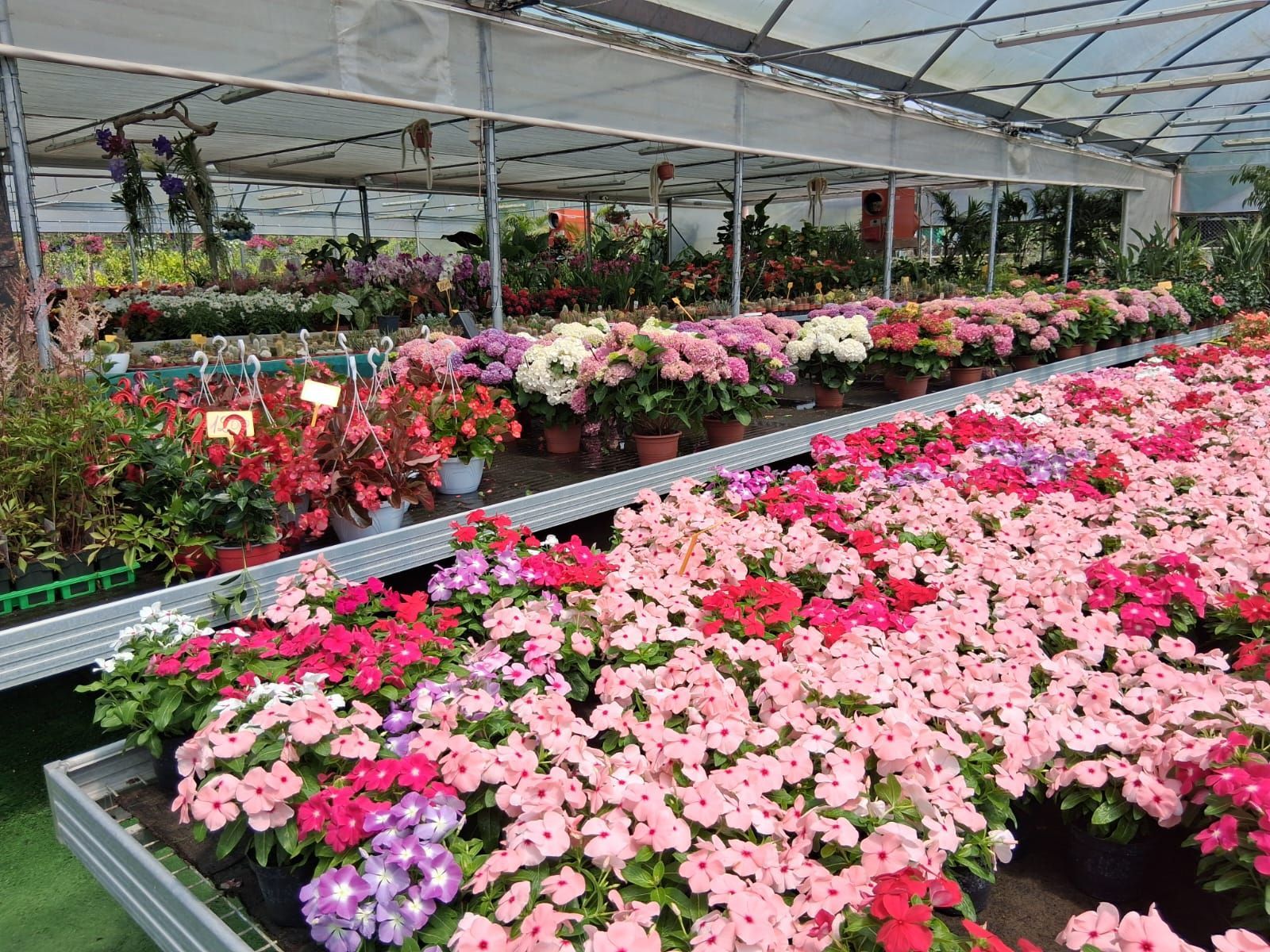 Una serra piena di fiori rosa e rossi.