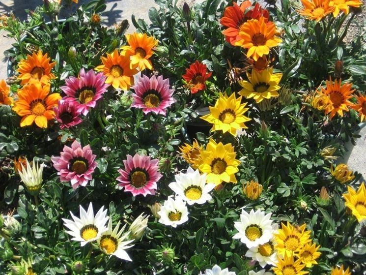 Un mazzo di fiori colorati cresce in un giardino