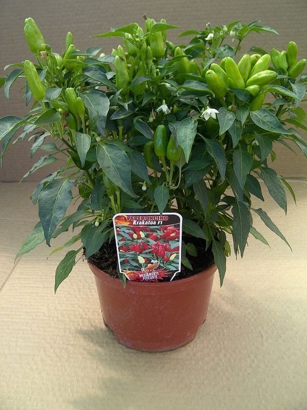 Una pianta in vaso con peperoni verdi e rossi e fiori