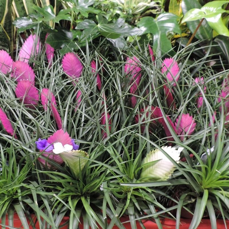 Un mazzo di piante con fiori rosa e foglie verdi