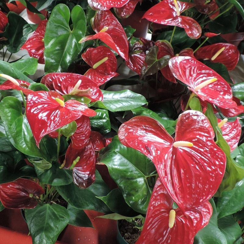 Una pianta con fiori rossi e foglie verdi