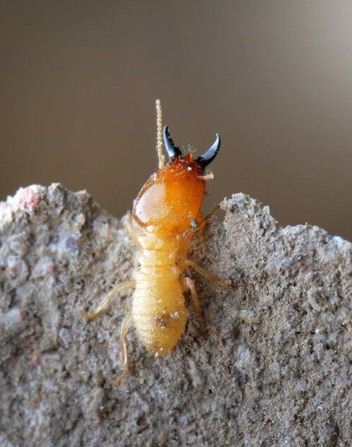 Termites Eating Wood — Termite Treatment in Gympie, QLD