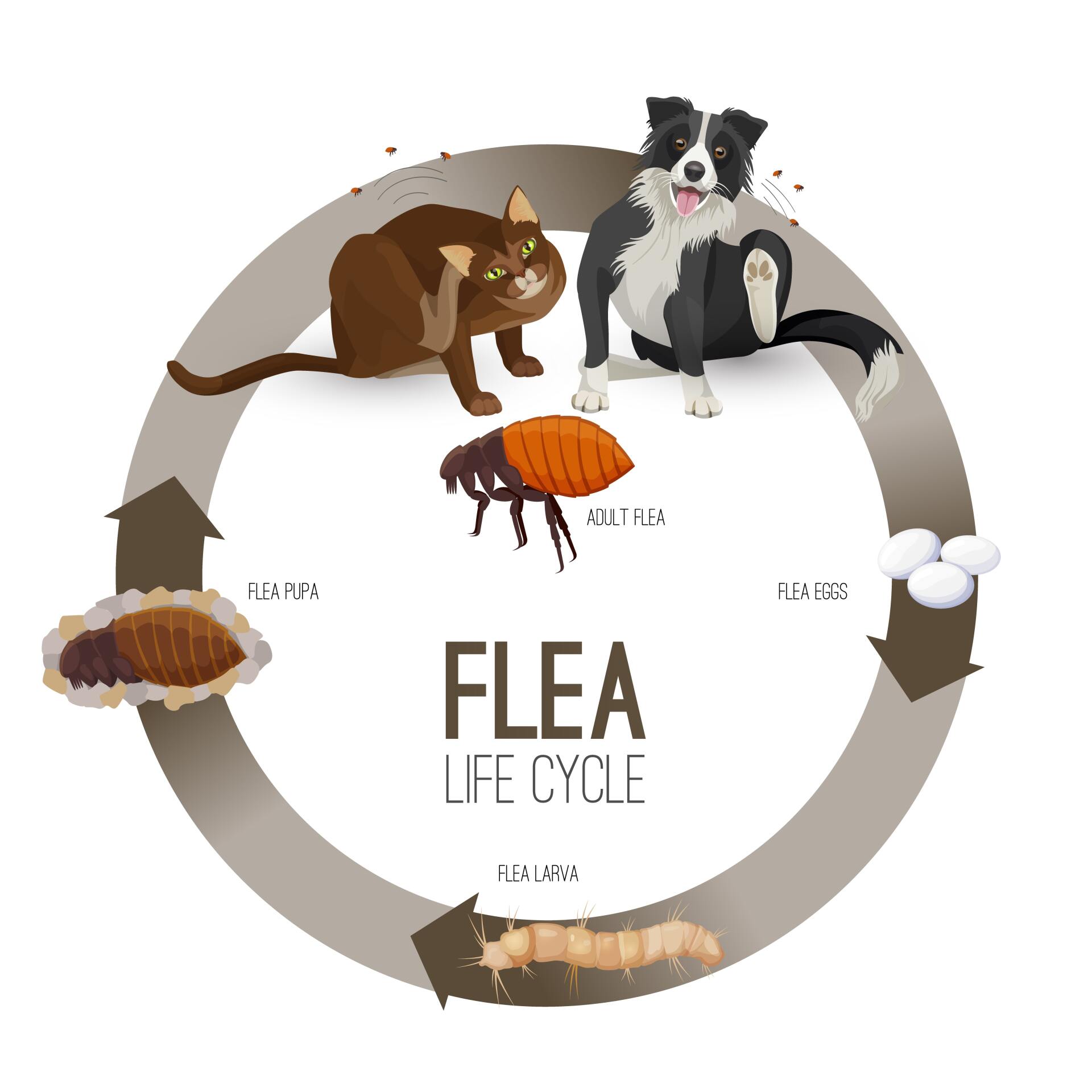 Flea Removal Gympie