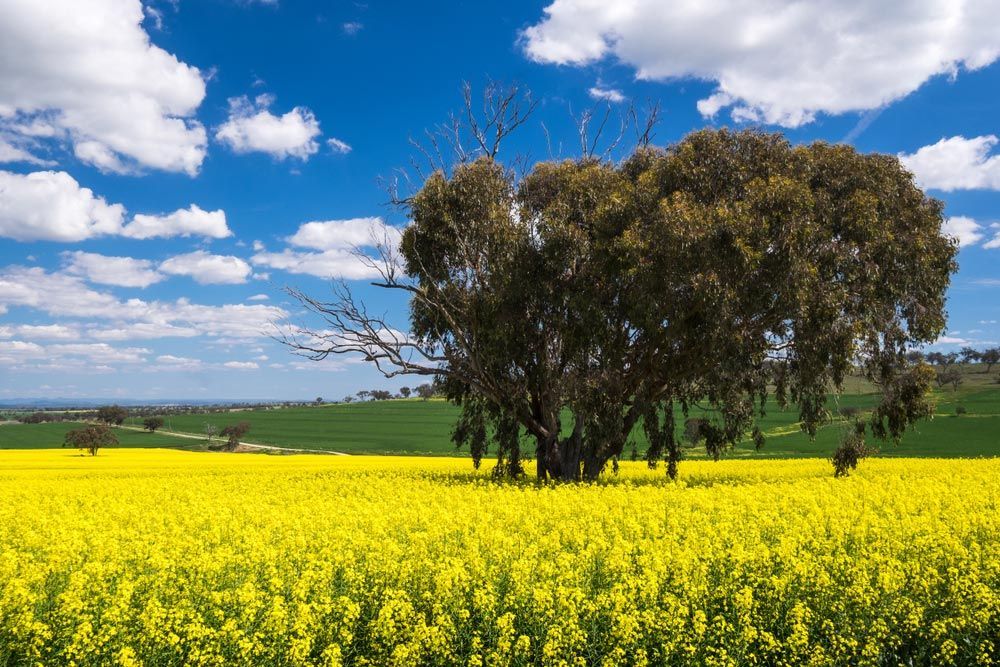 Beauty of Merriwa — Merriwa Motor Inn & Motel In Merriwa NSW