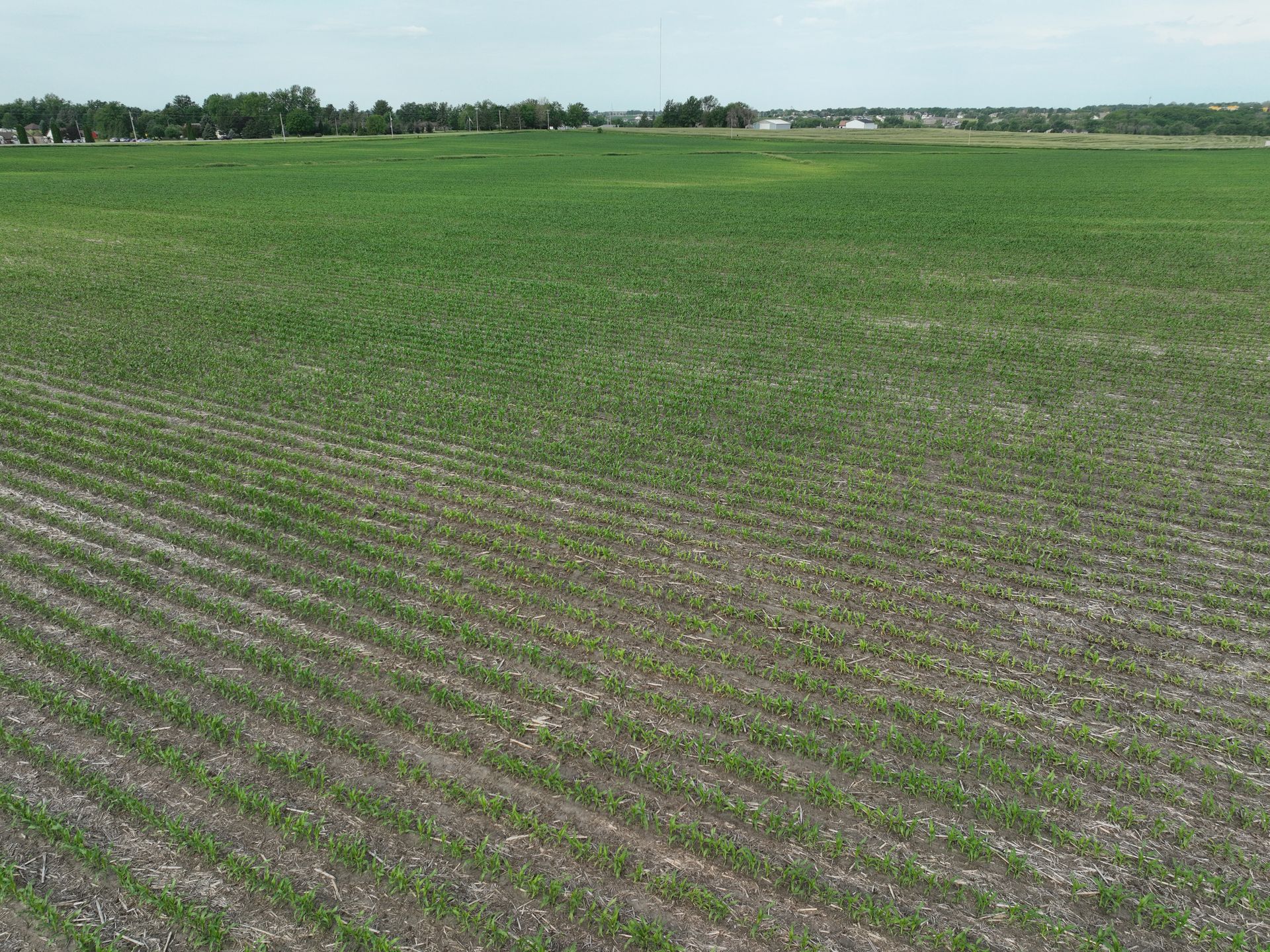 Rows of green plants are growing in a field
