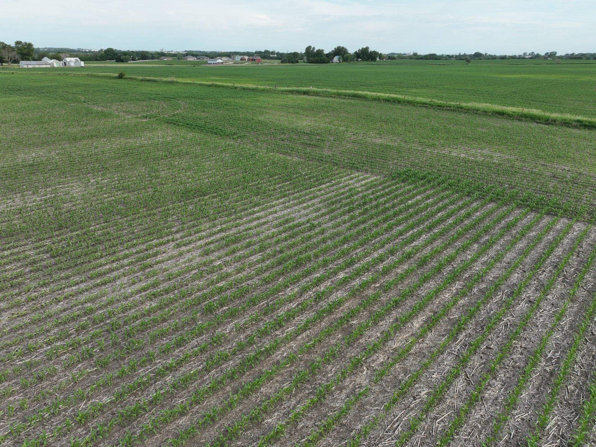Rows of plants are growing in a field