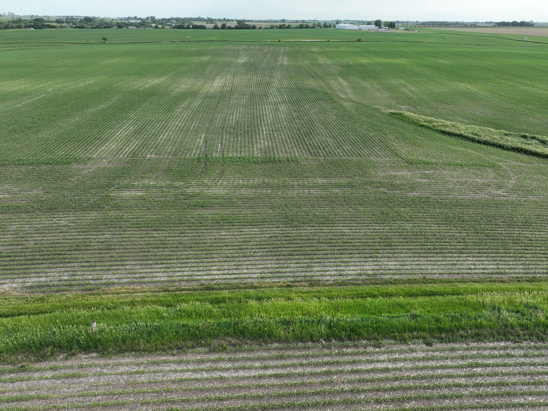 A lush green field with a few rows of grass