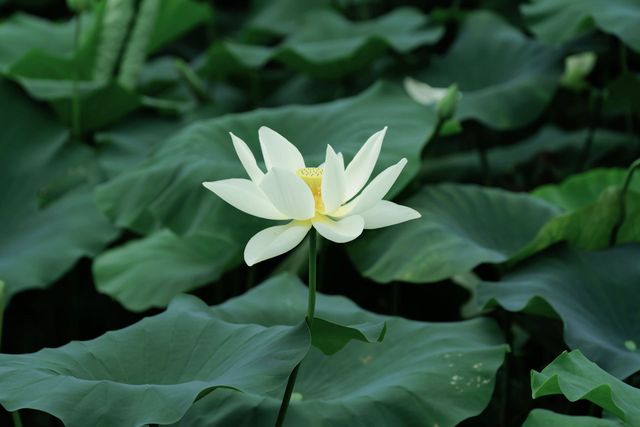 White lotus flowers in soft natural light