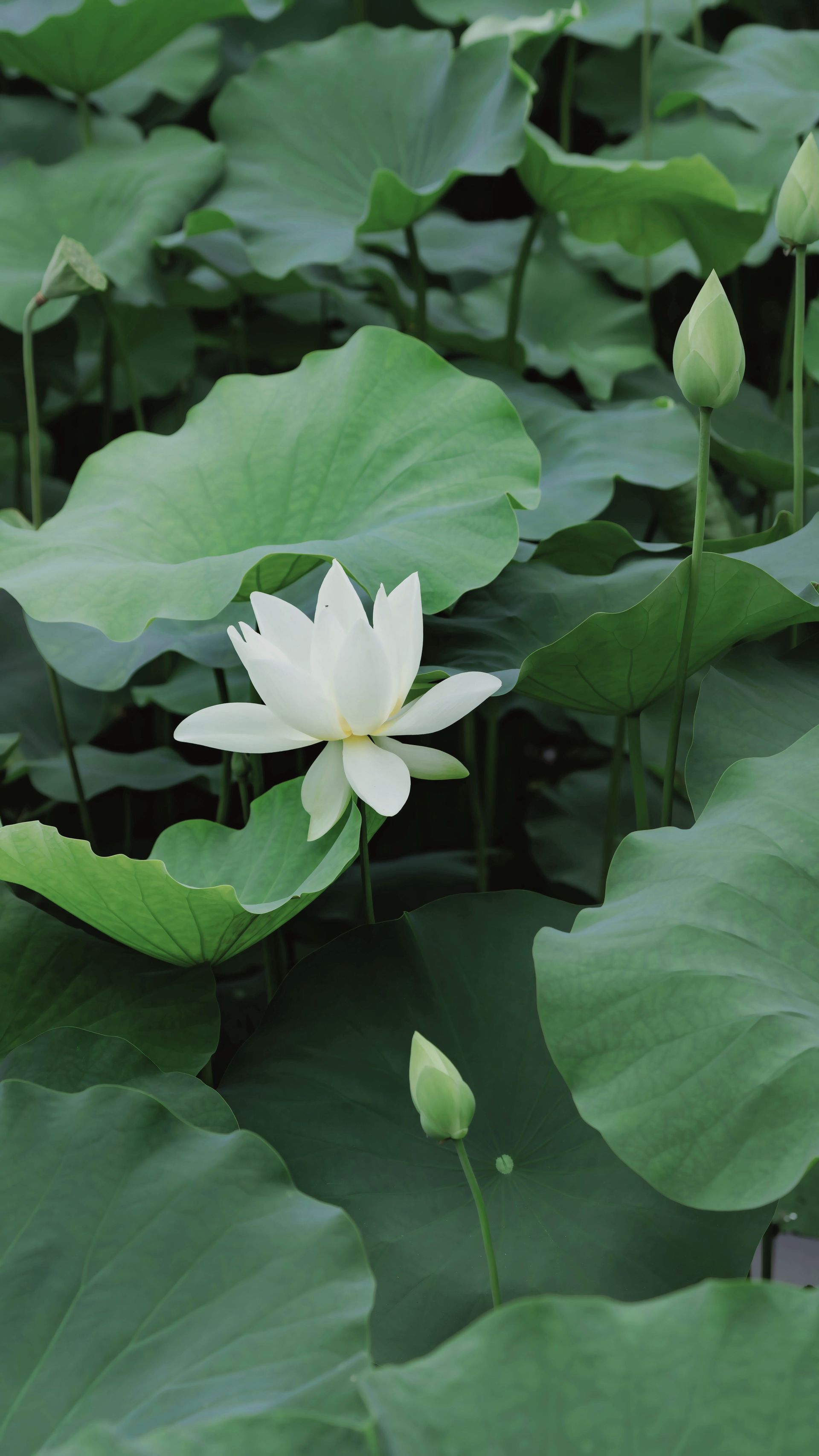 White lotus flower among green leaves