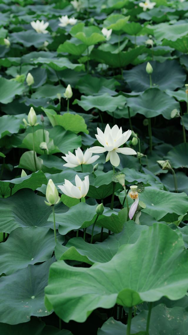 White lotus flowers in green leaves