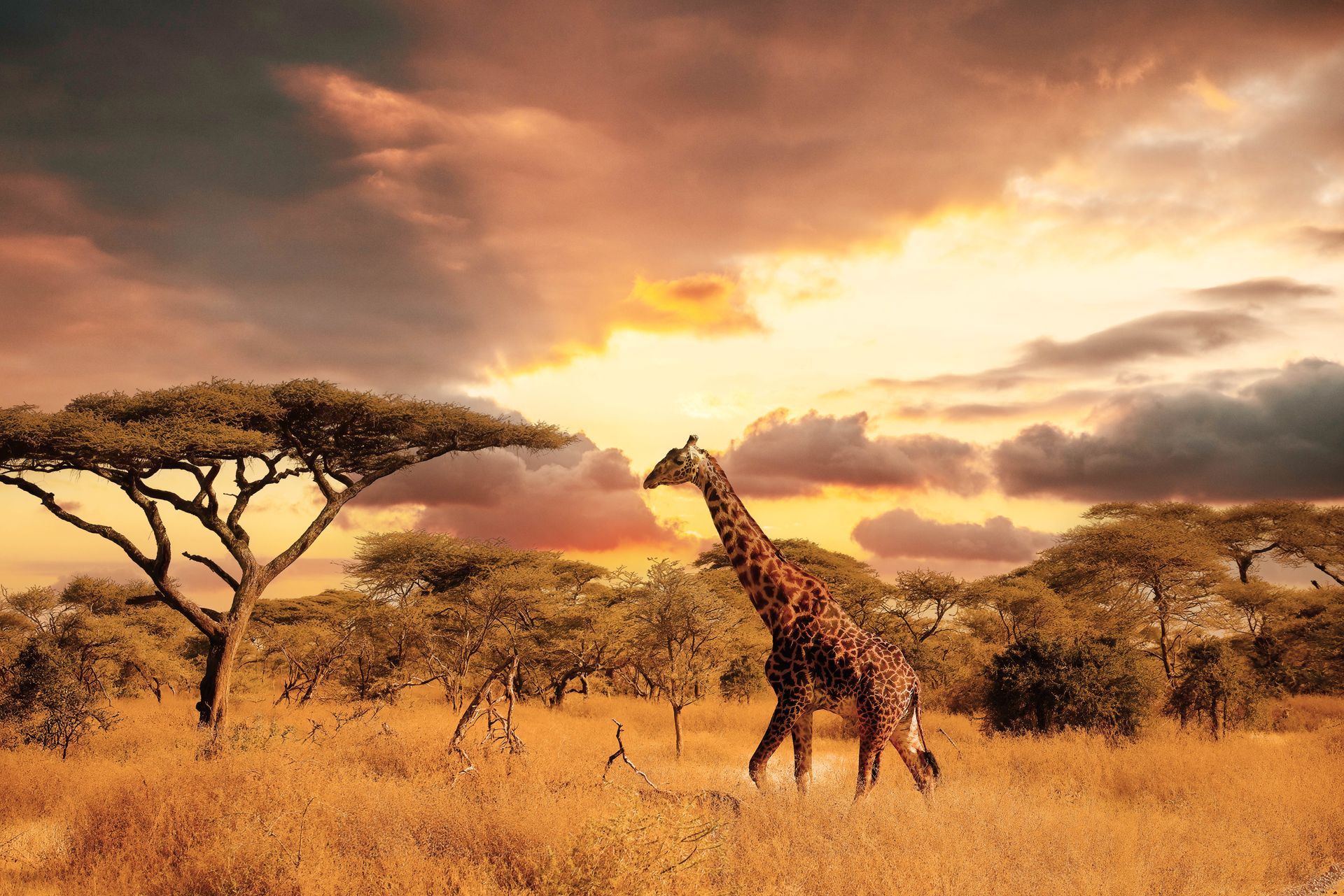A giraffe is walking through a field at sunset.
