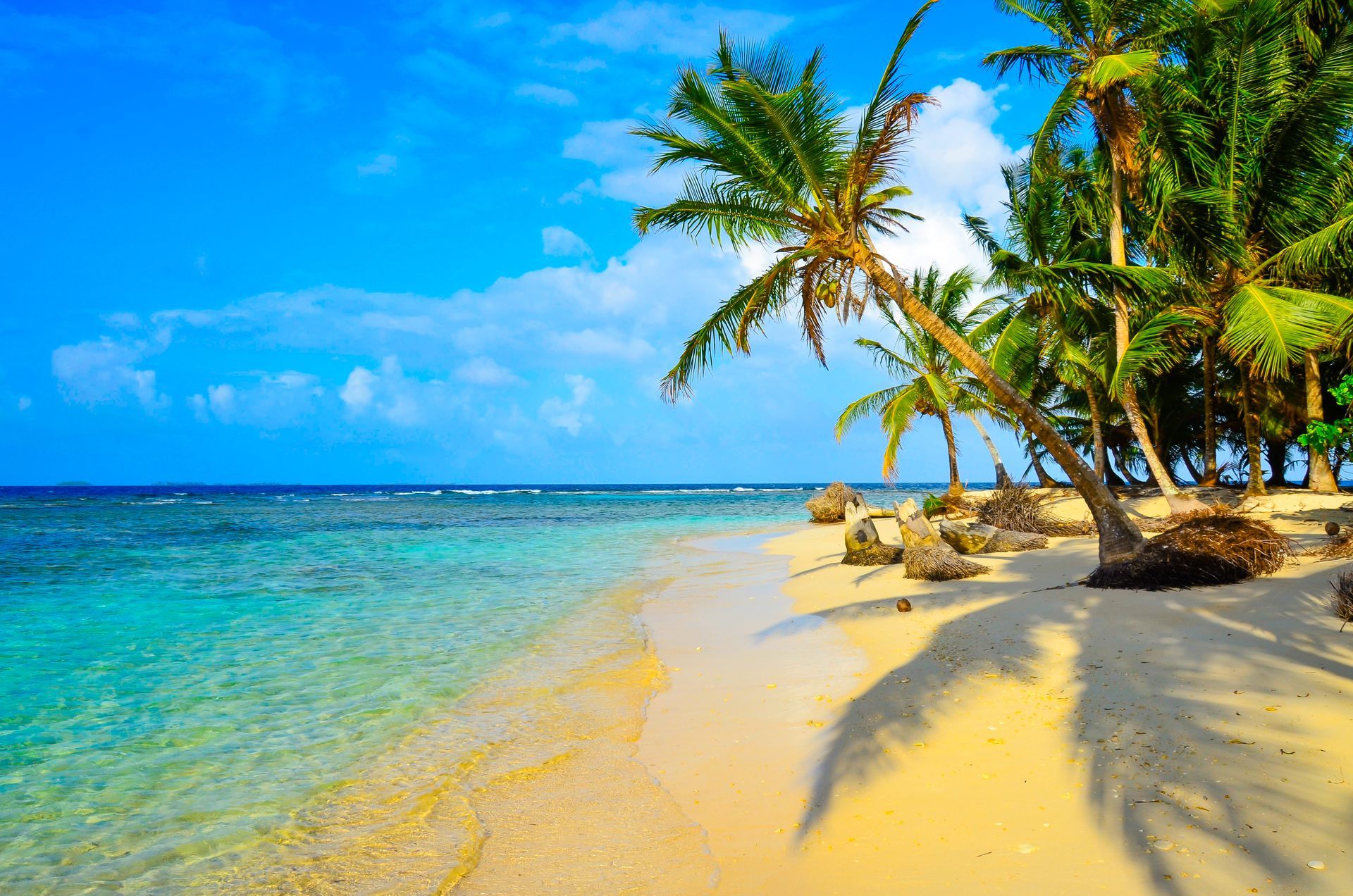 A tropical beach with palm trees and a blue sky