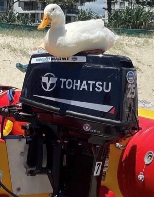 A duck sits on top of a Tohatsu outboard motor