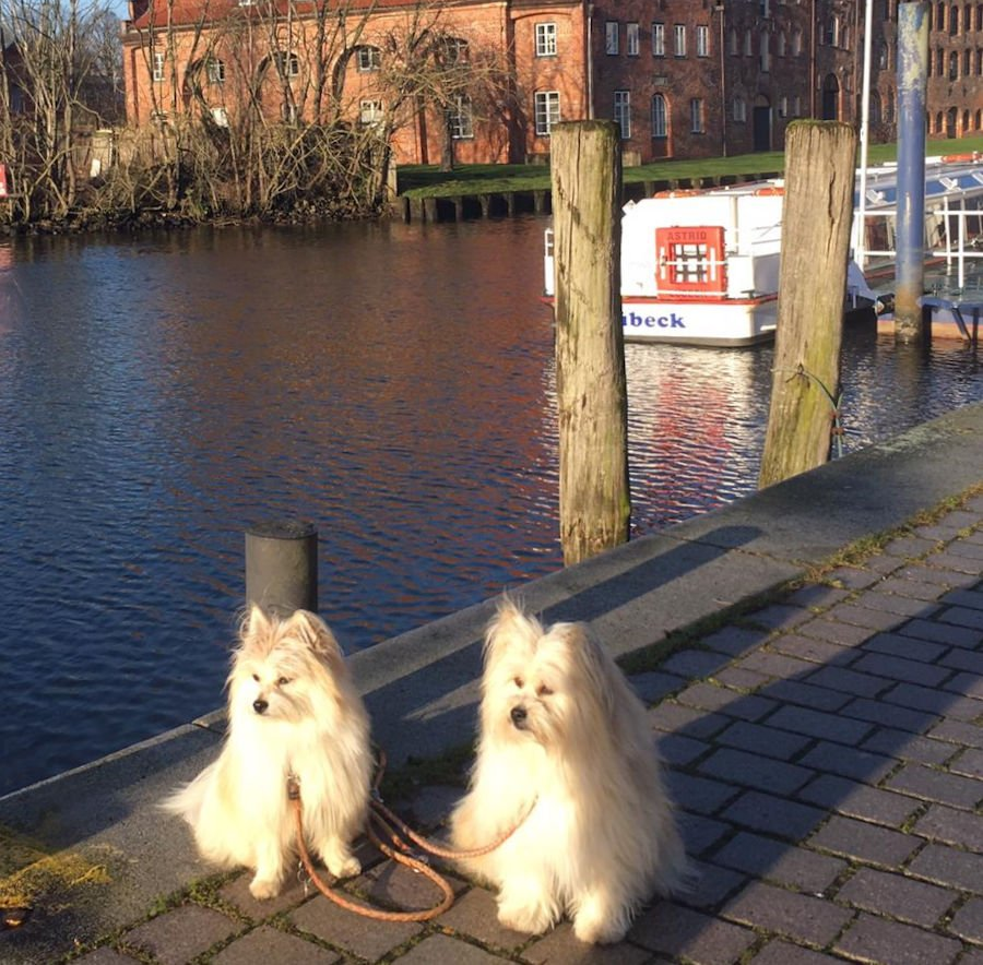 Hunde Zu Verschenken In Lübeck Elo vom Holstentor - Klein-Elo® Zucht in Lübeck