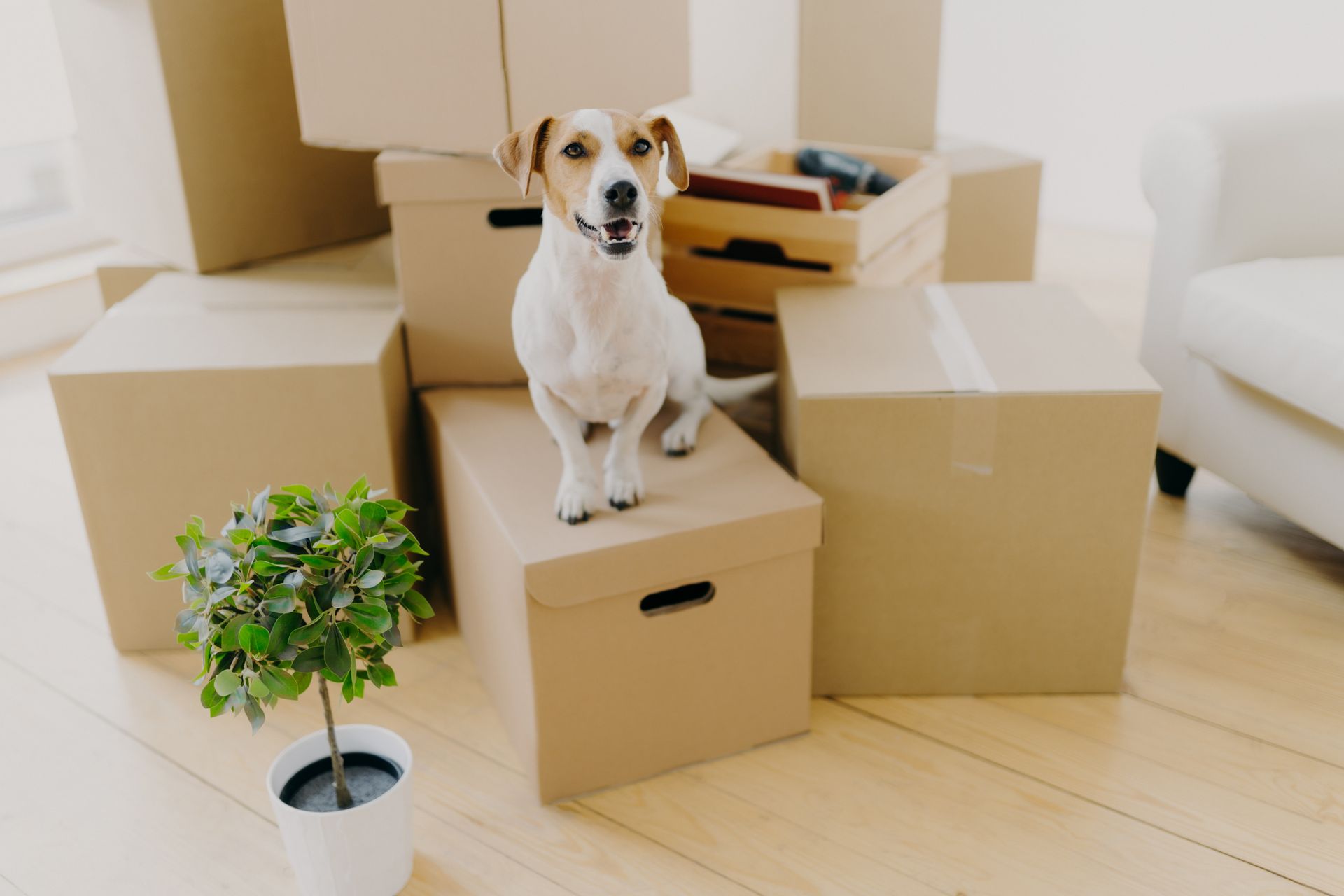 A puppy and a plant sitting next to moving boxes