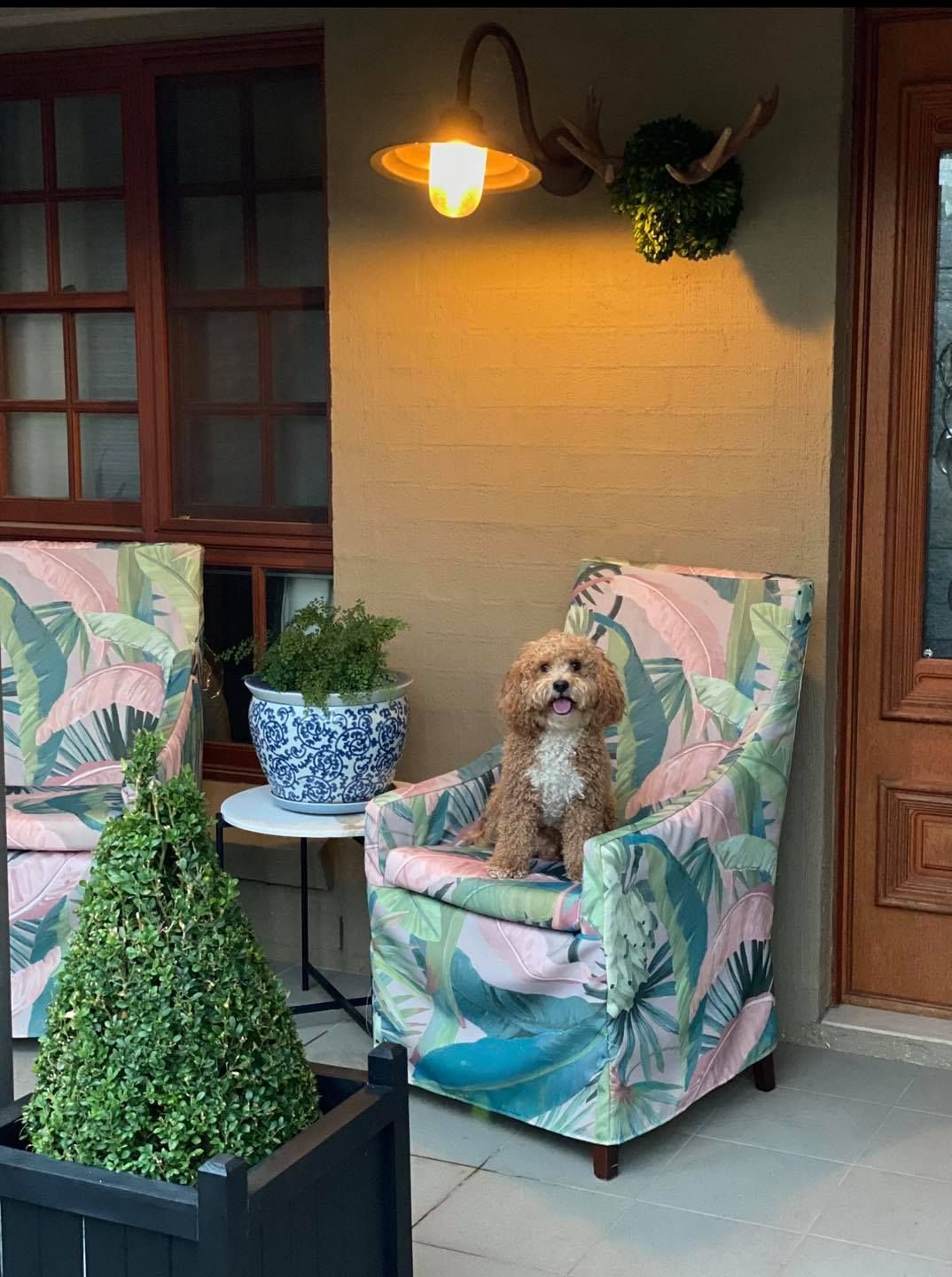 Dog Sitting In Tropical-Print Chair On Porch — JSF Interiors Goulburn in Goulburn, NSW