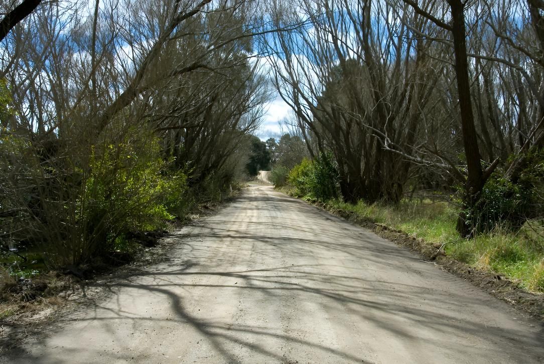 Dirt Road Lined by Bare Trees Under a Bright Sky — JSF Interiors Goulburn in Moss Vale, NSW