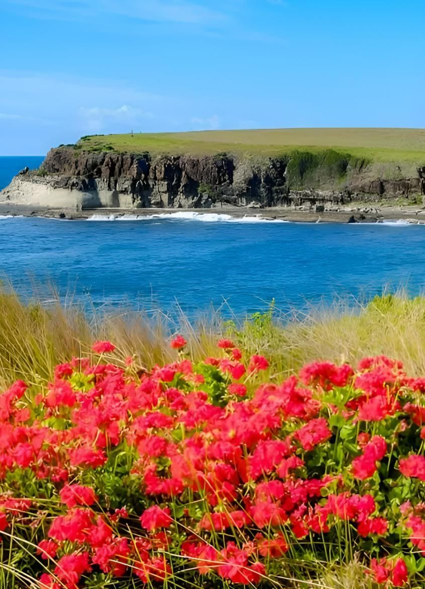 Red Flowers With Grassy Cliff And Blue Ocean — JSF Interiors Gerringong in Gerringong, NSW