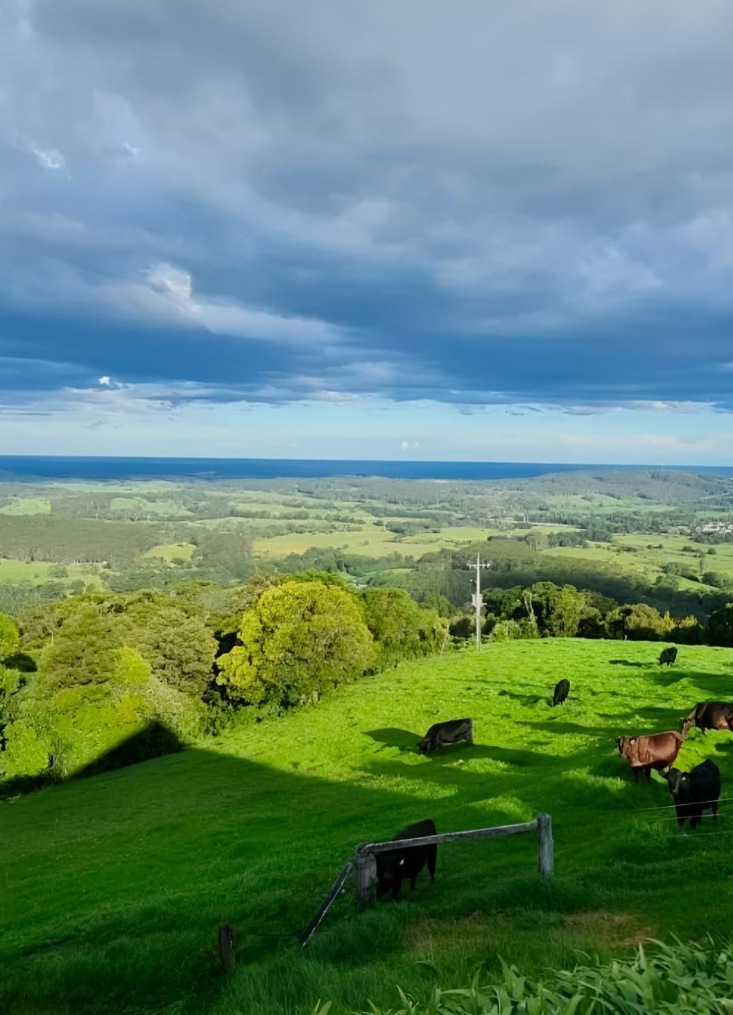 Rolling Green Hills With Cattle Grazing — JSF Interiors Goulburn in Berry, NSW