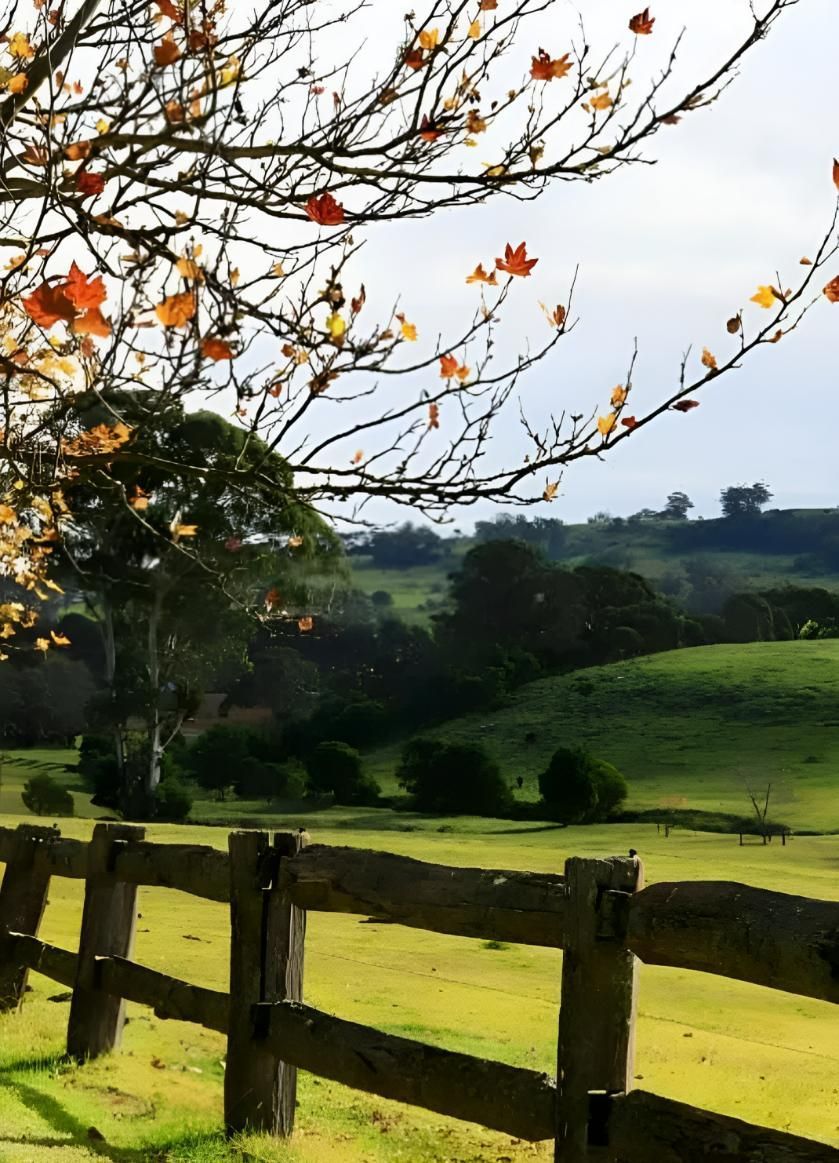 Wooden Fence And Tree In Field With Rolling Hills — JSF Interiors Goulburn in Southern Highlands, NSW