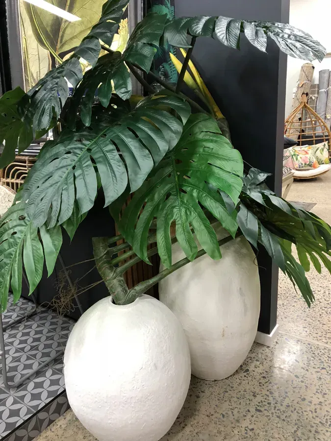 Large Potted Monstera Plant In White Textured Pot — JSF Interiors Goulburn in Goulburn, NSW