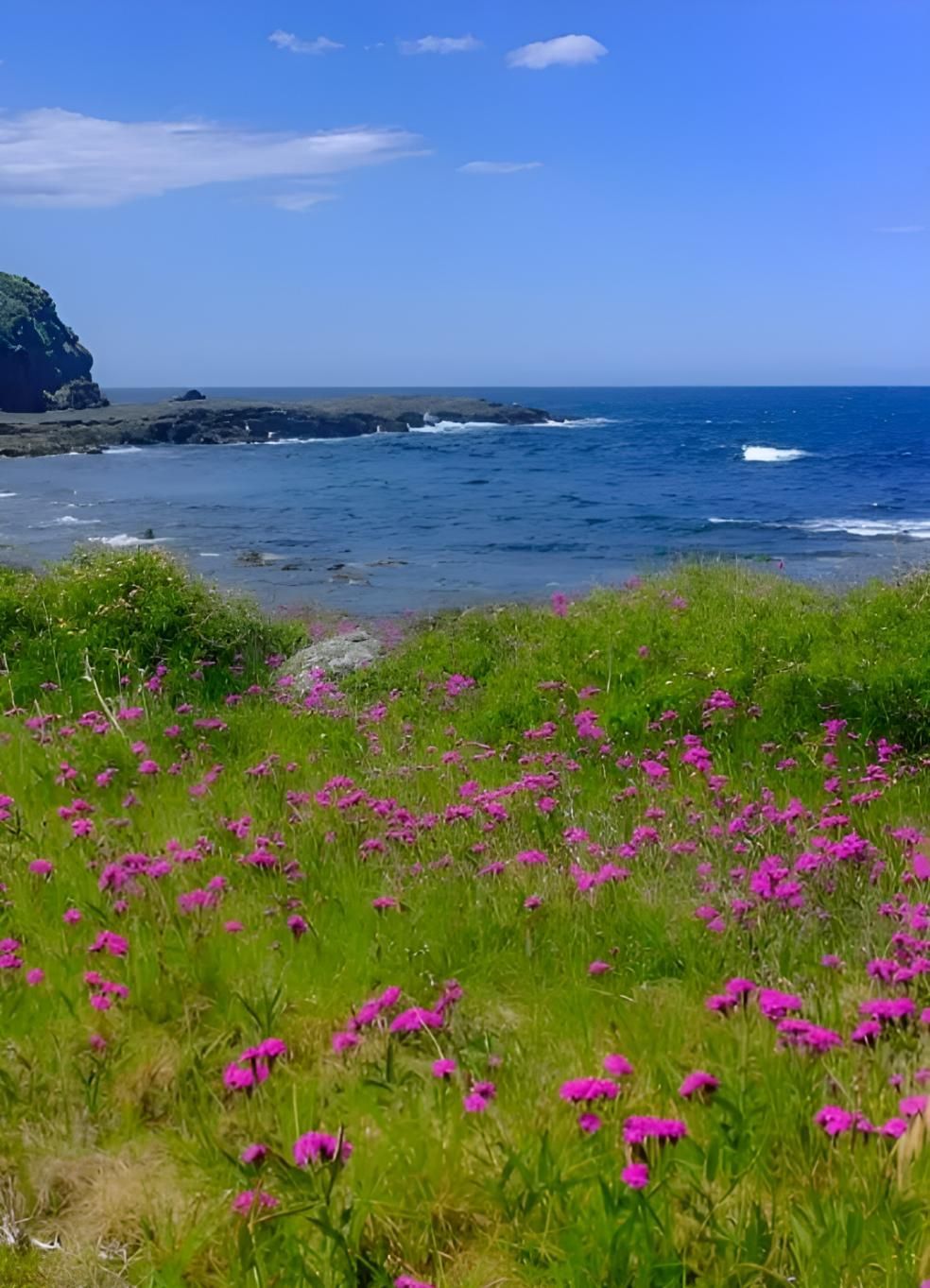 Purple Wildflowers Overlooking Rocky Shore And Ocean — JSF Interiors Gerringong in Gerringong, NSW