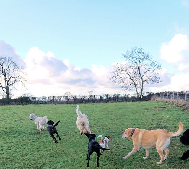 Harvington store dog kennels