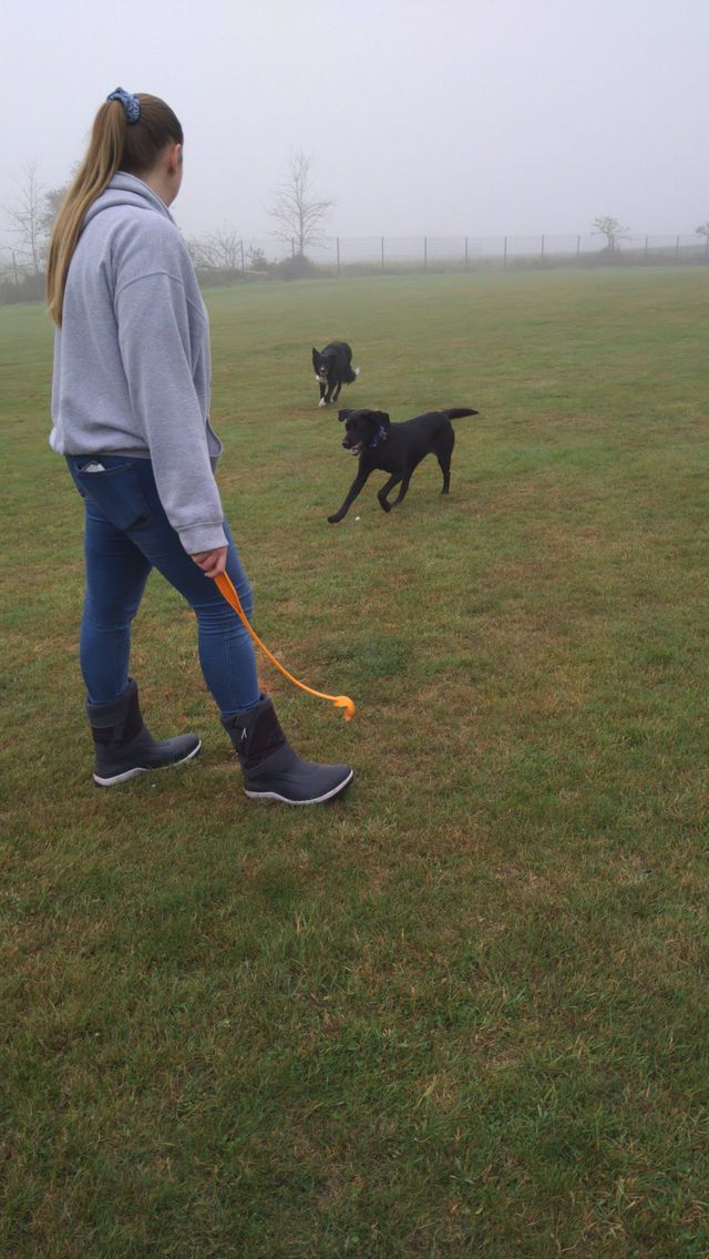 Harvington store dog kennels