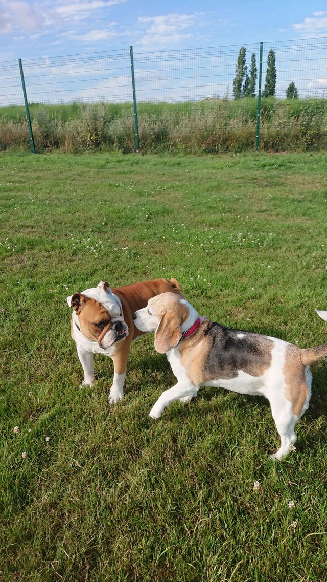 Harvington hotsell dog kennels