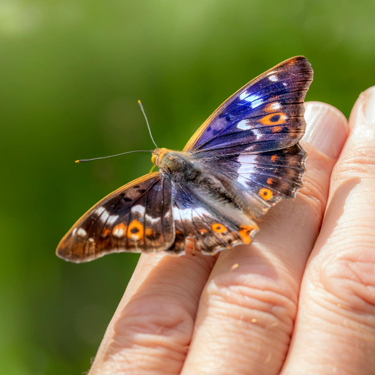Van overleven naar stralen. Herstel heling zelfliefde voor wie opgroeide met een narcistische ouder
