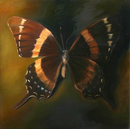 Butterfly 1, 16 inches by 18 inches, oil on canvas