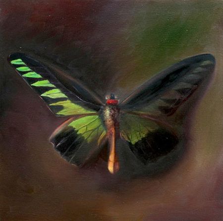 Raja Brooke's Birdwing, 16 inches by 16 inches, oil on canvas