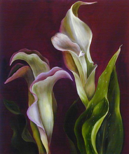 Calla Lilies, 20 inches by 24 inches, oil on canvas